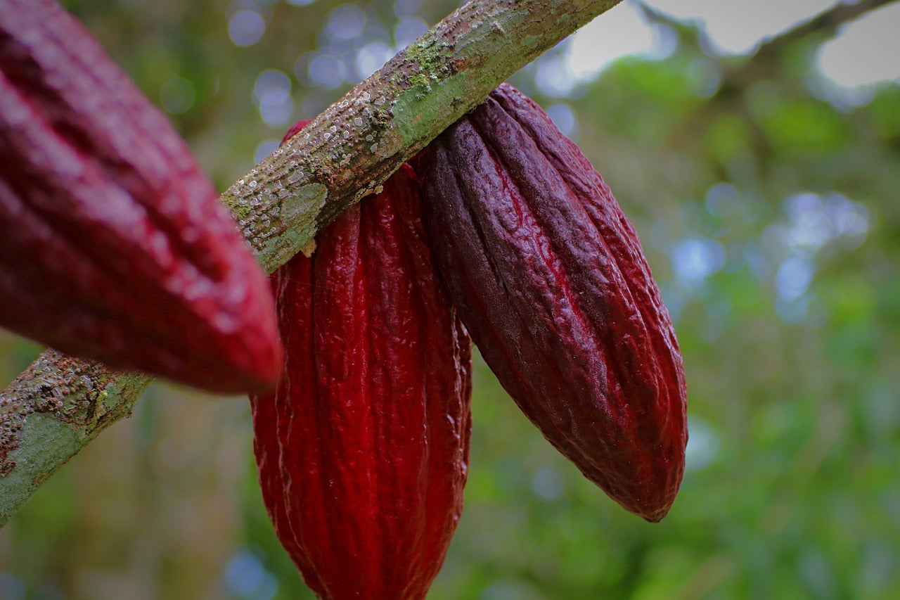 Cacao pods in a sustainable cacao plantation